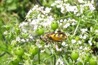 Odontomyia annulata
