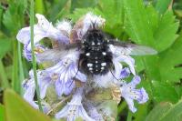 Bombylella atra