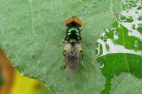 Microchrysa polita