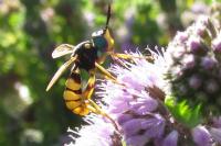 Conops ceriaeformis