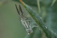 Terellia longicauda