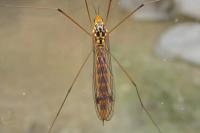 Nephrotoma flavipalpis