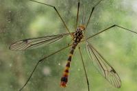 Nephrotoma flavipalpis