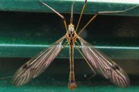 Nephrotoma quadrifaria