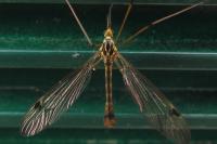 Nephrotoma quadrifaria