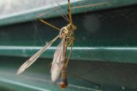Nephrotoma quadrifaria