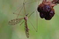Tipula staegeri