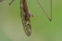 Tipula staegeri