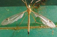 Tipula selene