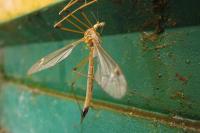 Tipula selene
