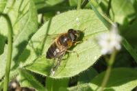 Eristalis pertinax