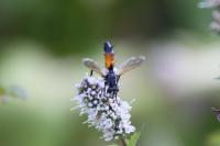 Cylindromyia