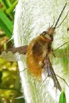 Bombylius major