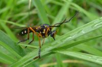 Molobratia teutonus