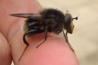 Criorhina ranunculi