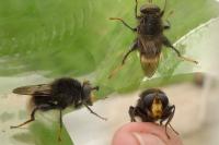 Criorhina ranunculi