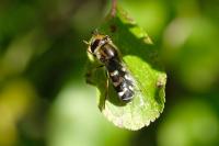 Scaeva pyrastri