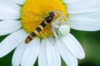 Sphaerophoria scripta