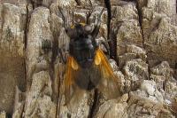 Mesembrina meridiana