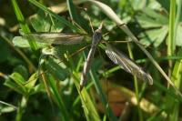Tipula