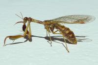 Mantispa styriaca