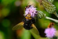 Tachina grossa