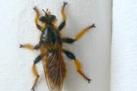 Pogonosoma maroccanum