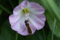 Episyrphus balteatus
