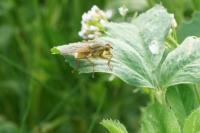 Scathophaga stercoraria