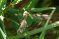 Tipula