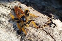 Pogonosoma maroccanum