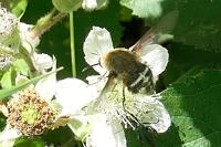 Bombylius cruciatus