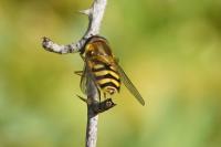 Syrphus ribesii
