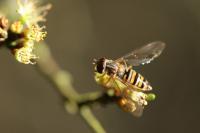 Episyrphus balteatus