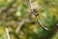 Syrphus ribesii