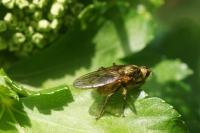Scathophaga stercoraria