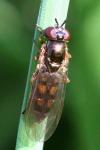 Melanostoma mellinum