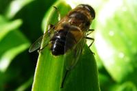 Eristalis