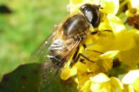 Eristalis