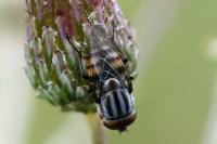 Stomorhina lunata