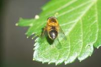 Epistrophe eligans