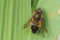 Eristalis