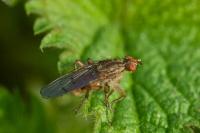 Scathophaga stercoraria