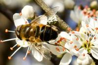 Eristalis