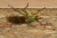 Scathophaga stercoraria