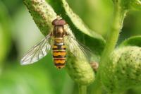 Episyrphus balteatus
