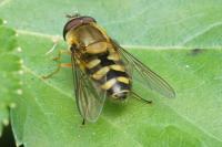 Syrphus ribesii