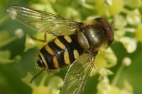 Syrphus ribesii