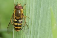 Syrphus ribesii