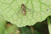Episyrphus balteatus